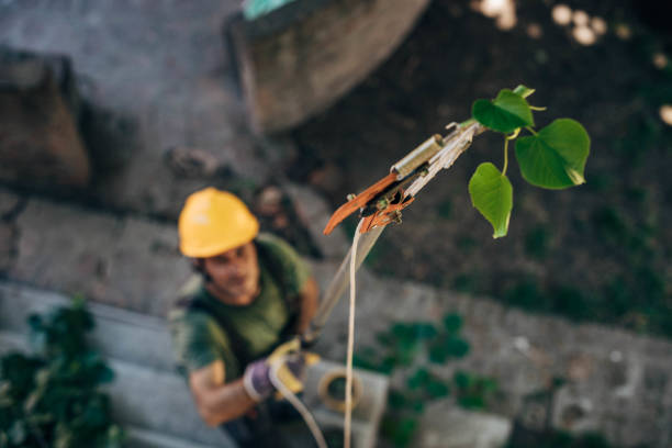 Best Tree Removal  in Grove City, FL