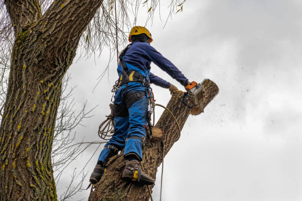 Best Hazardous Tree Removal  in Grove City, FL