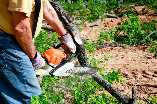 Best Organic Lawn Care Solutions  in Grove City, FL